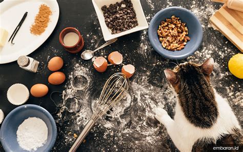 membuat makanan kucing bernutrisi  mudah embaranid
