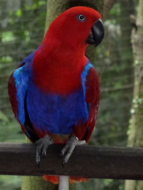 australian parrot photo  sylvester alphonso national geographic  shot australian
