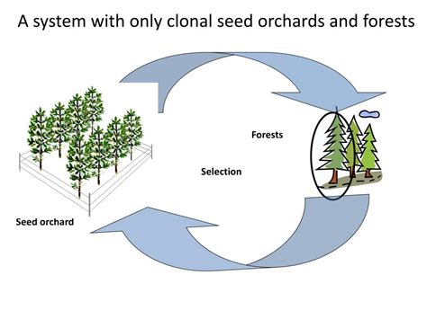 breeding  breeding   forests  combined seed