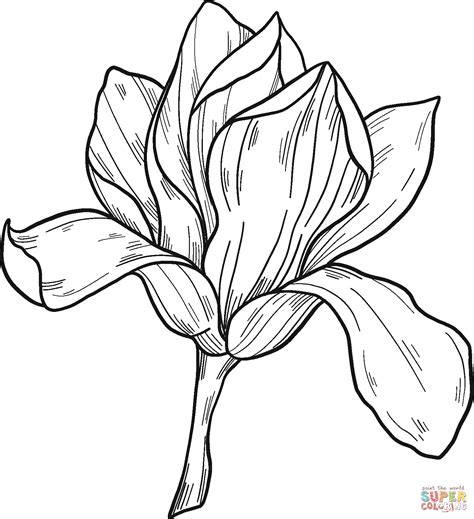 magnolia flower coloring page  printable coloring pages