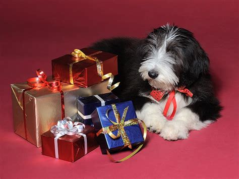 gifts  female dog lovers