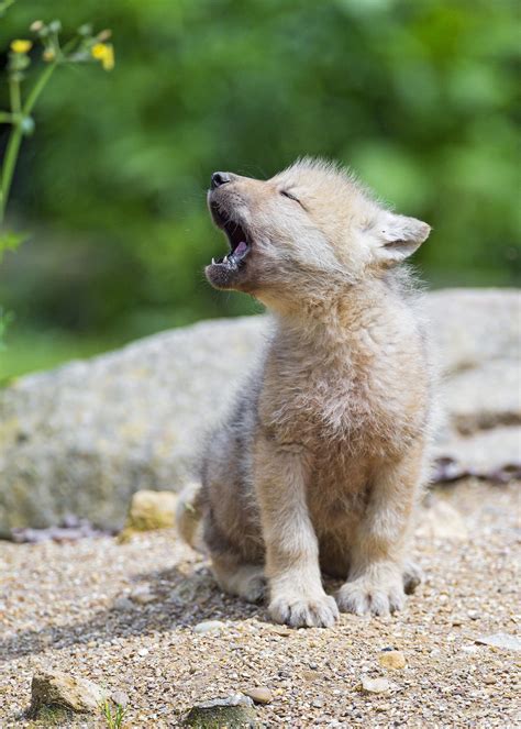 baby arctic wolf learning  yawn cute baby animals baby animals animals