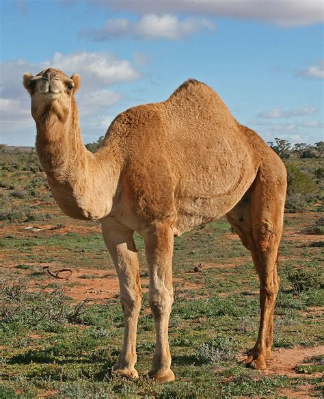 camel history and some interesting facts