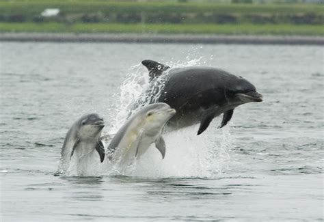 bottlenose dolphin facts  photographs  wildlife