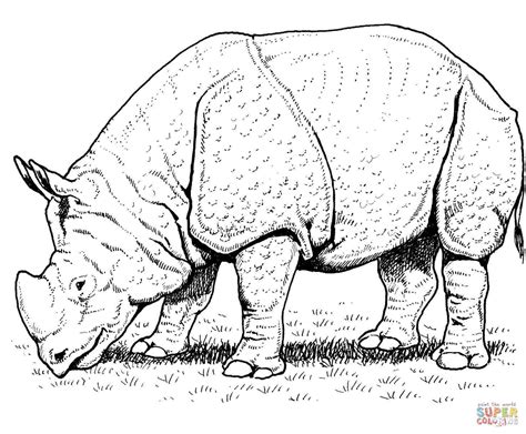coloring pages  rhinos  getcoloringscom  printable colorings