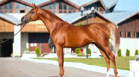famous arabian horses  history stallions geldings