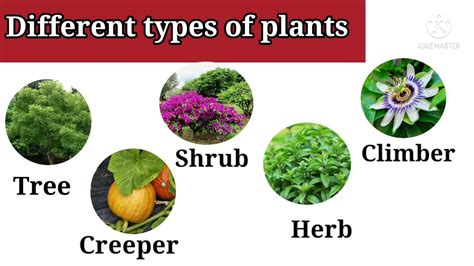 differenttypesof plants types  plants  plants cl  youtube