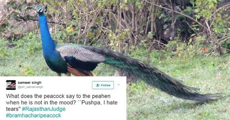 internet trolls and tells rajasthan hc judge that peacocks actually