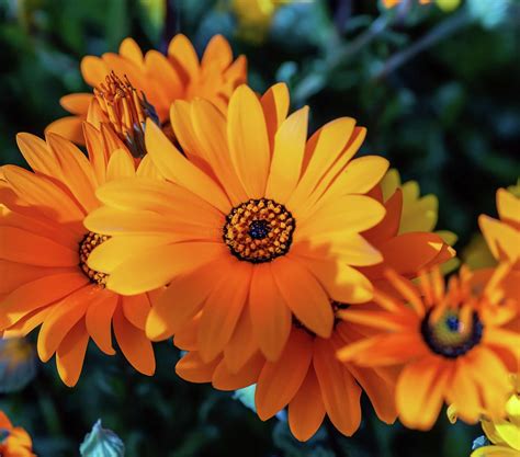 orange african daisy photograph by lee repass fine art america