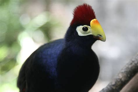 images  turacos  pinterest liberia feathers  africa