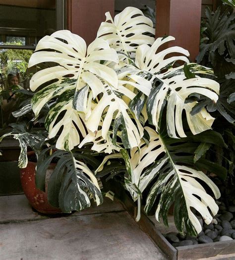 image result  variegated monstera rare plants exotic plants tropical plants ornamental