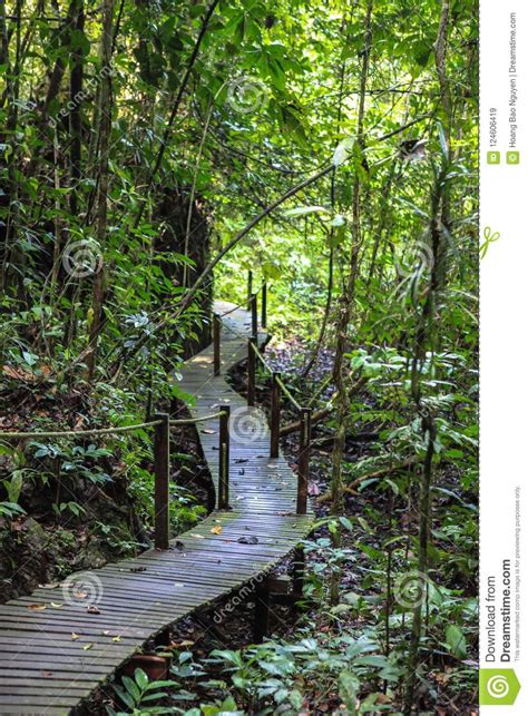 Nature Of Gunung Mulu National Park Of Sarawak Malaysia