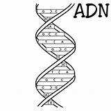 Adn Estructura Cadena Nucleicos Acidos Crick Su Pinto Cadenas Biologia Starklx sketch template