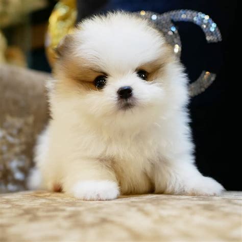 cheap pomeranian puppies for sale pomeranian puppies for