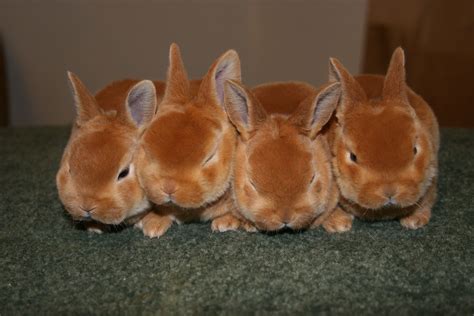 red mini rex rabbits  sale google search