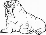 Walrus Mors Kolorowanki Lodzie Dzieci Arctic Walruses Coloringbay Coloringme Seals Malowankę Wydrukuj Kolorowanka sketch template