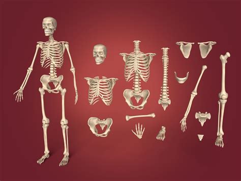 Spine 3d Human Skeleton Cgtrader