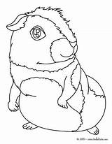 Pig Guinea Coloring Pages Animals Hellokids Print Color Online Choose Board sketch template