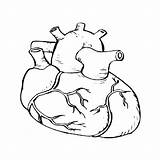 Heart Coloring Anatomy Pages Human Anatomical Diagram Clipart Para Humano Drawing Real Getdrawings Colorir Cliparts Getcolorings Line Outline Desenho Library sketch template