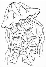 Jellyfish Colorat Meduse Meduze Animale Medusa Realistic Planse Getdrawings Fise Desene Mythologie Coloringbay Meduza Desen Voturi Vizite Plansa Ecrire Coloringfolder sketch template