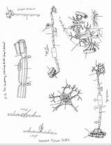 Nerve Nervous sketch template