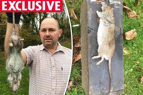 giant rat snared is britain s biggest ever measuring 20 inches daily star