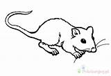 Rat Szczur Kolorowanki Rato Dzieci Ratos Bestcoloringpagesforkids Colorir Kleurplaten Wydruku Afdrukbare Dier sketch template