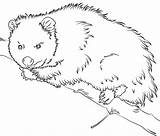 Opossum sketch template