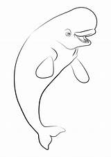 Beluga Whale Dory Colorings sketch template