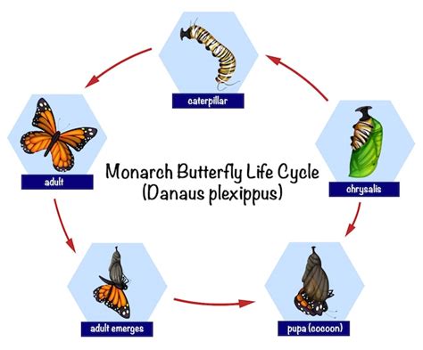 premium vector infographic  butterfly life cycle