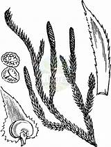 Lycopodiaceae Clubmoss Lycopodium Interrupted sketch template