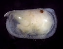 Image result for "conchoecia Magna". Size: 129 x 100. Source: www.marinespecies.org