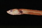 Afbeeldingsresultaten voor Pseudophichthys splendens Anatomie. Grootte: 149 x 100. Bron: www.flickr.com