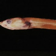 Afbeeldingsresultaten voor "pseudophichthys Splendens". Grootte: 184 x 184. Bron: www.flickr.com