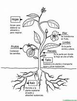 Planta Plantas Primaria Webdelmaestro Semillas Maestro Fruto Fichas Ntra Colegio Sra Huerto sketch template
