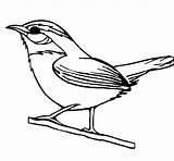 Bird Wild Coloring Coloringcrew Carolina Drawing Para Birds Colorear State Pages Wren sketch template