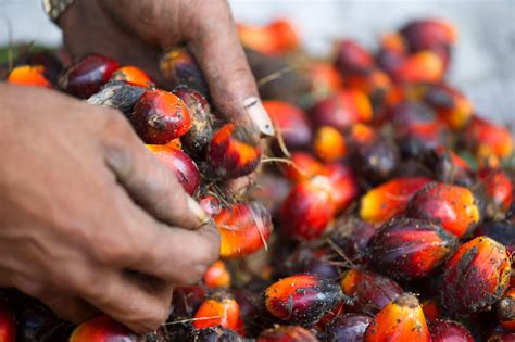 rspo    step  sustainable palm oil ecological