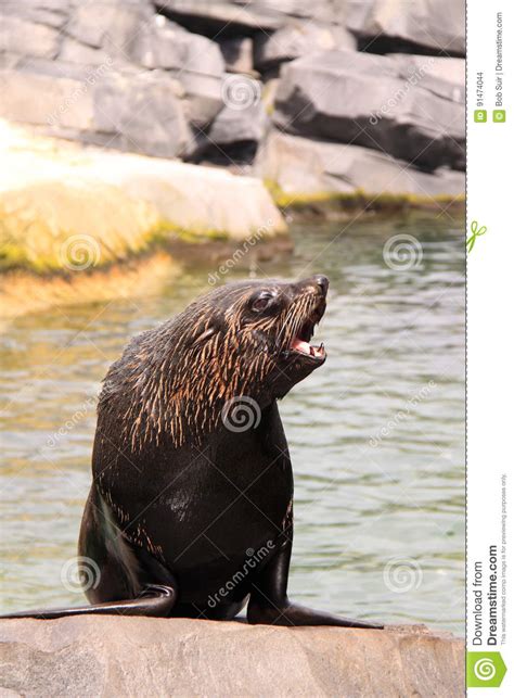 brown fur seal stock photo image   marine