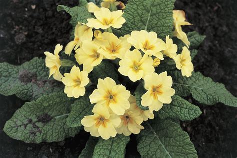 grow primrose plants indoors