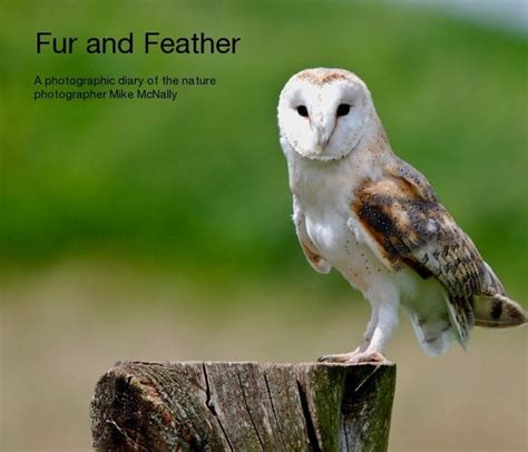 fur  feather   mike mcnally photography blurb books