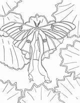 Moth sketch template