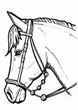 Paarden Paardenhoofd Paard Tekeningen Kleurplatenenzo Dieren sketch template