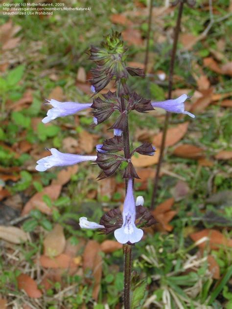 plantfiles pictures salvia species lyreleaf sage cancer weed wild sage salvia lyrata by