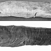 Afbeeldingsresultaten voor Panturichthys fowleri Anatomie. Grootte: 100 x 100. Bron: www.researchgate.net