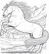 Cavallo Cavalli Adulti Saltano Desenhos Galopando Cavalos Caballos Unico Acessar Adultos sketch template