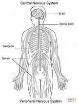 Nervous Nervioso Colorir Nervoso Peripheral Chessmuseum Supercoloring Cns Science Unlabeled Spinal Stampare Info Vicoms Identify Lymphatic Disegnare sketch template