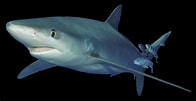 Image result for blauwe haai. Size: 196 x 101. Source: www.adcdiving.be