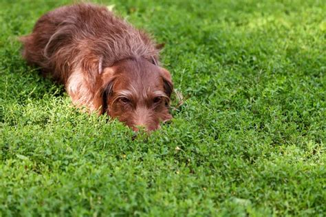 chien de chasse brun de race drathaar git docilement sur la pelouse
