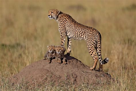 top flight nature photography photographing african wildlife