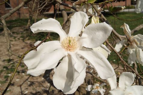 subjectiveday magnolia kobus stellata   loebneri